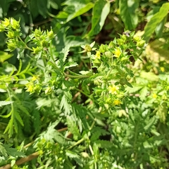Potentilla norvegica