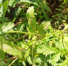 Potentilla norvegica