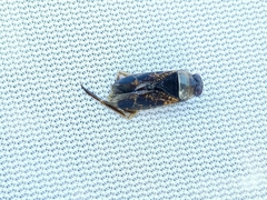 Notonecta irrorata