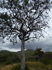 Kigelia africana