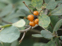 Cordia monoica