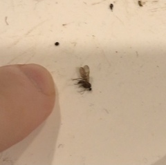 Sylvicola neozelandicus