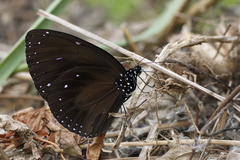 Euploea phaenareta