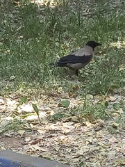 Corvus cornix