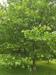 Platanus