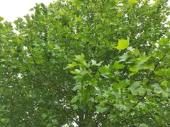Platanus