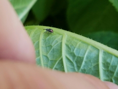 Anthonomus suturalis