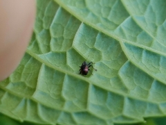 Anthonomus suturalis