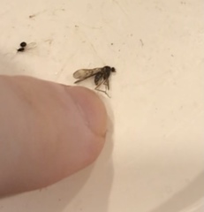 Sylvicola neozelandicus