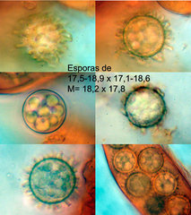 Choiromyces meandriformis