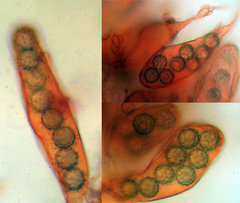 Choiromyces meandriformis
