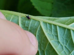 Anthonomus suturalis