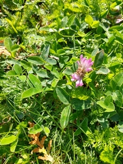 Trifolium medium