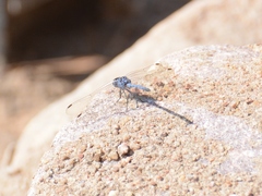 Trithemis donaldsoni