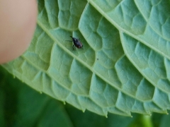 Anthonomus suturalis