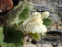 Asarina procumbens