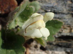 Asarina procumbens
