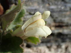 Asarina procumbens