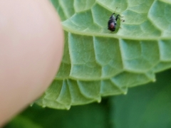 Anthonomus suturalis