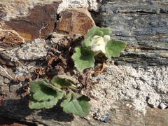 Asarina procumbens