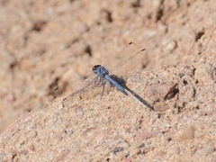 Trithemis donaldsoni