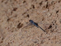 Trithemis donaldsoni