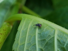 Anthonomus suturalis