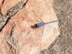 Trithemis donaldsoni