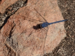 Trithemis donaldsoni