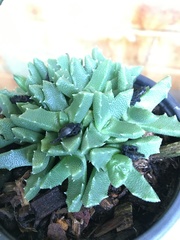 Faucaria