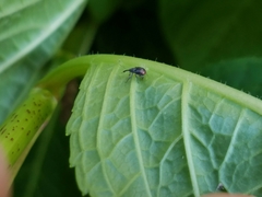 Anthonomus suturalis