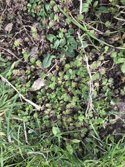 Leptinella squalida