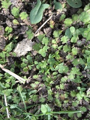 Leptinella squalida