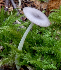 Bolbitius reticulatus
