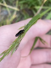 Cantharis paludosa