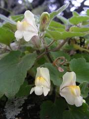 Asarina procumbens