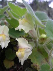 Asarina procumbens