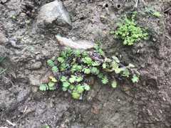 Leptinella squalida