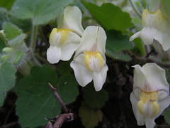 Asarina procumbens