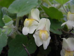Asarina procumbens