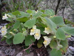 Asarina procumbens