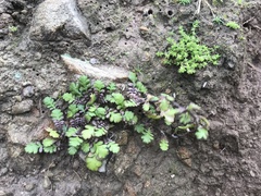 Leptinella squalida
