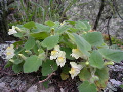 Asarina procumbens