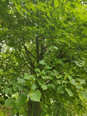 Tilia cordata