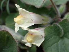 Asarina procumbens