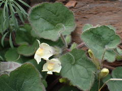 Asarina procumbens
