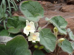 Asarina procumbens