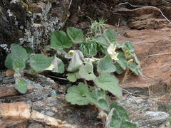 Asarina procumbens