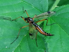 Dictenidia bimaculata