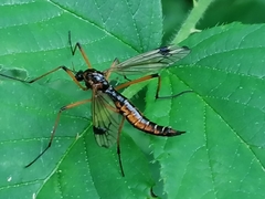 Dictenidia bimaculata